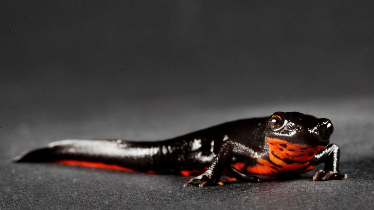 Can You Keep Salamander As A Pet? Acuario Pets