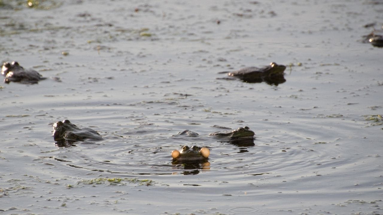 How Long Can Frogs Hold Their Breath? Acuario Pets