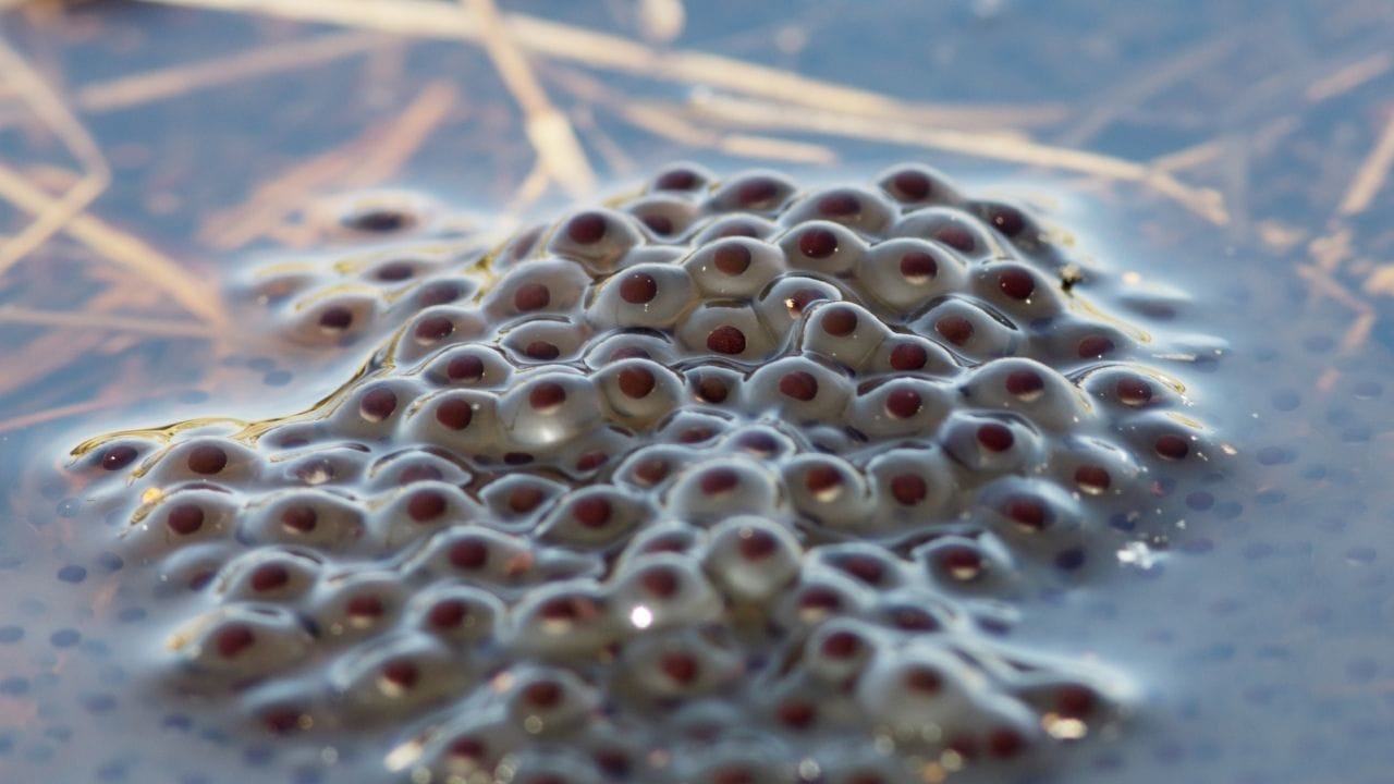 Frog Egg Care: Everything You Need To Know