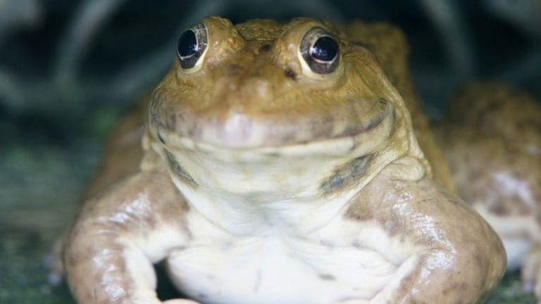 How Frogs Spend The Winter? [Hibernation Guide]