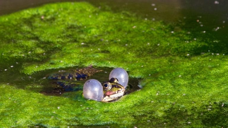 How Long Can Frogs Hold Their Breath?