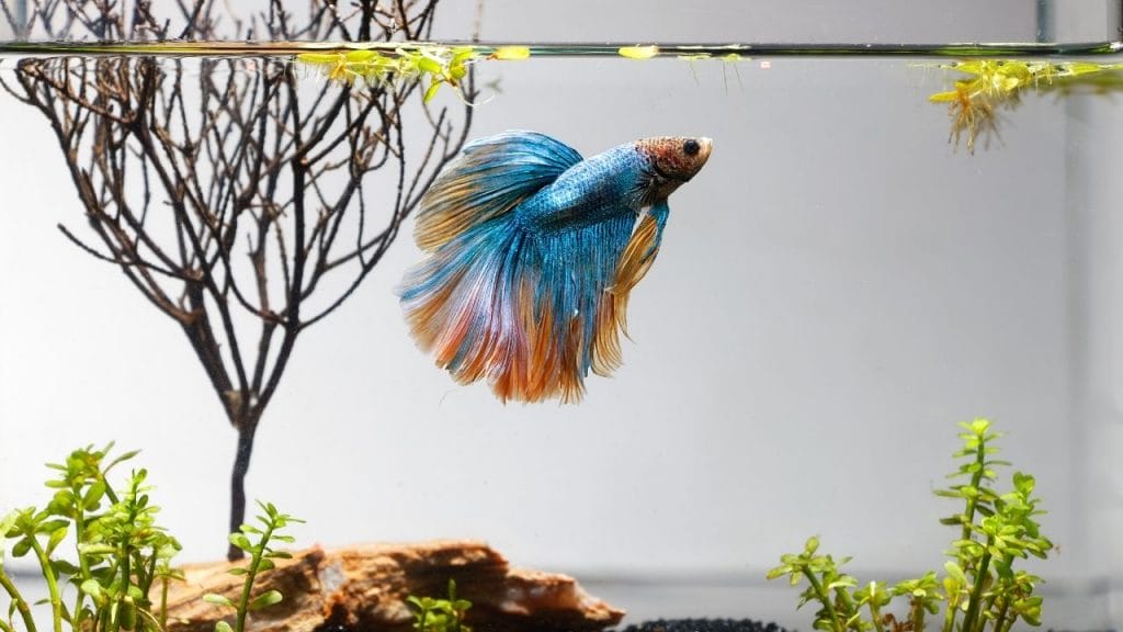 How To Move Betta Fish To A New House Betta Fish Vertical Death Hang? [Causes, Treatment, Prevention]