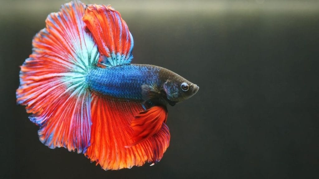 Betta Fish Poop: What Secrets It Holds? 3 How To Move Betta Fish To A New Tank Betta Fish Poop: What Secrets It Holds?