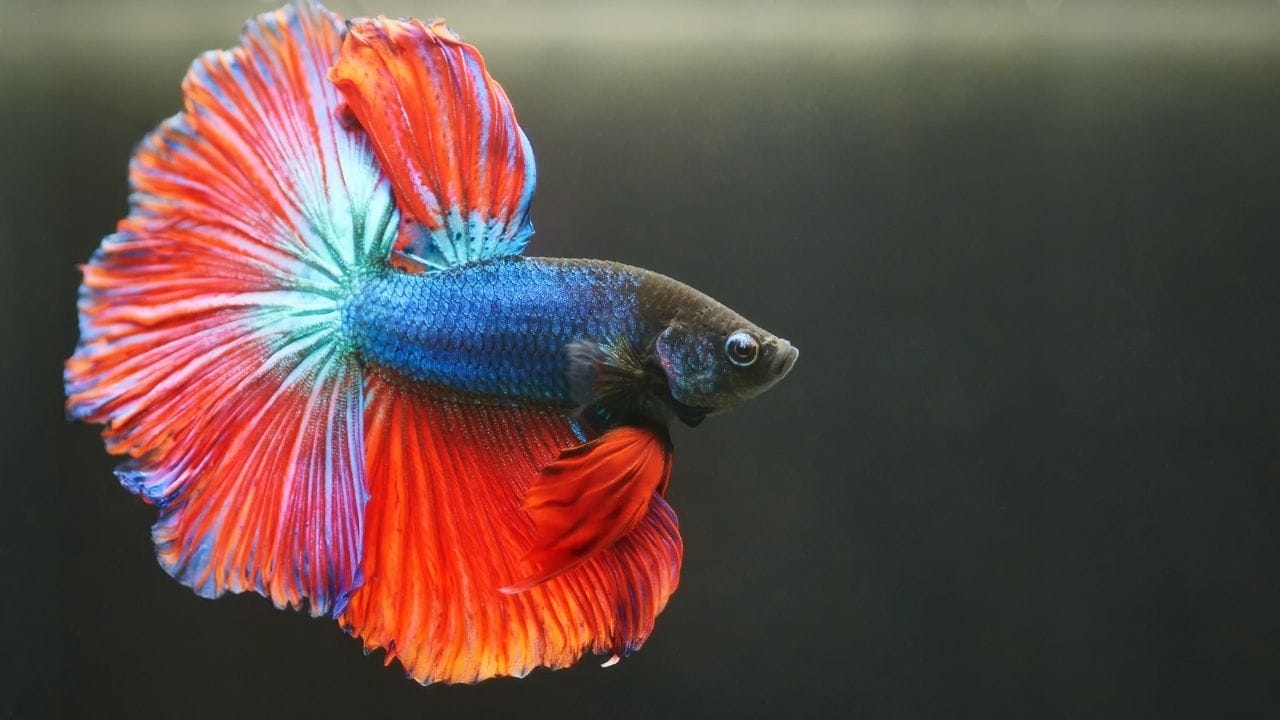 How To Move Betta Fish To A New Tank?