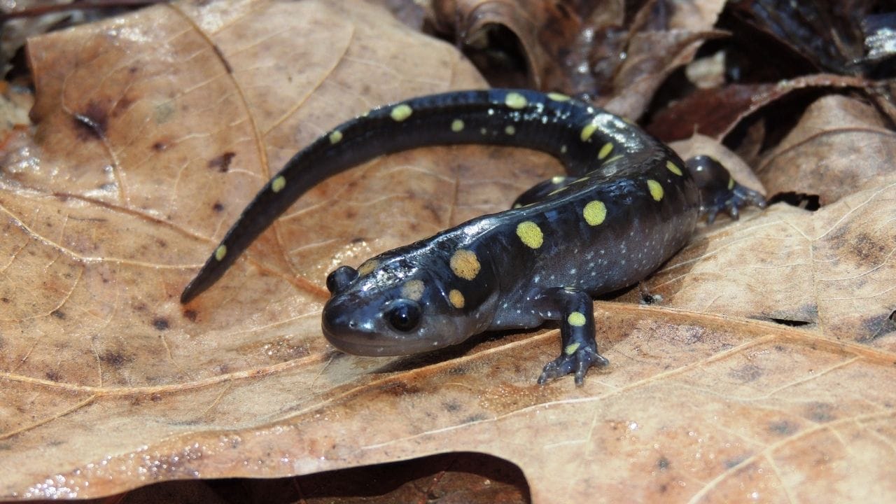 How To Take Care Of A Spotted Salamander? [Easy Guide]