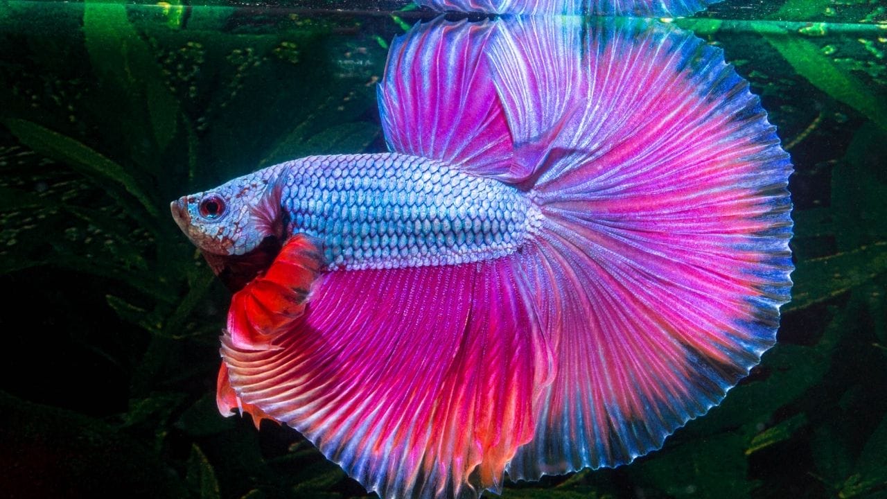 Are Black Lights Bad For Betta Fish? Should I Avoid It? Acuario Pets