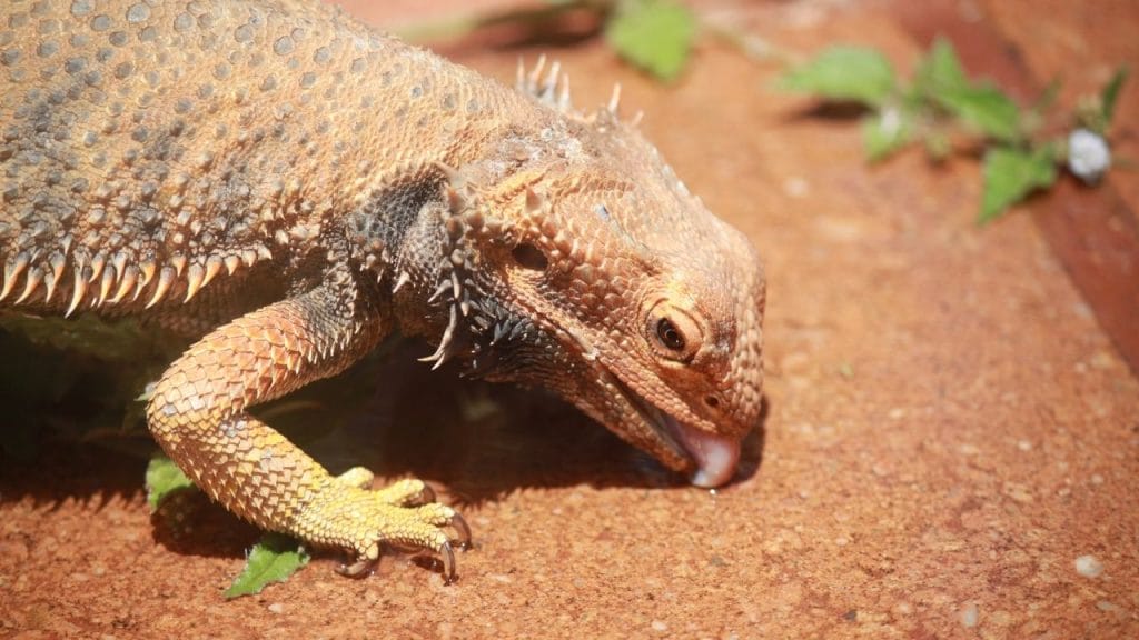 Can Bearded Dragons Eat Tomatoes? 3 What Fruits Are Bad For Bearded Dragons Can Bearded Dragons Eat Tomatoes?