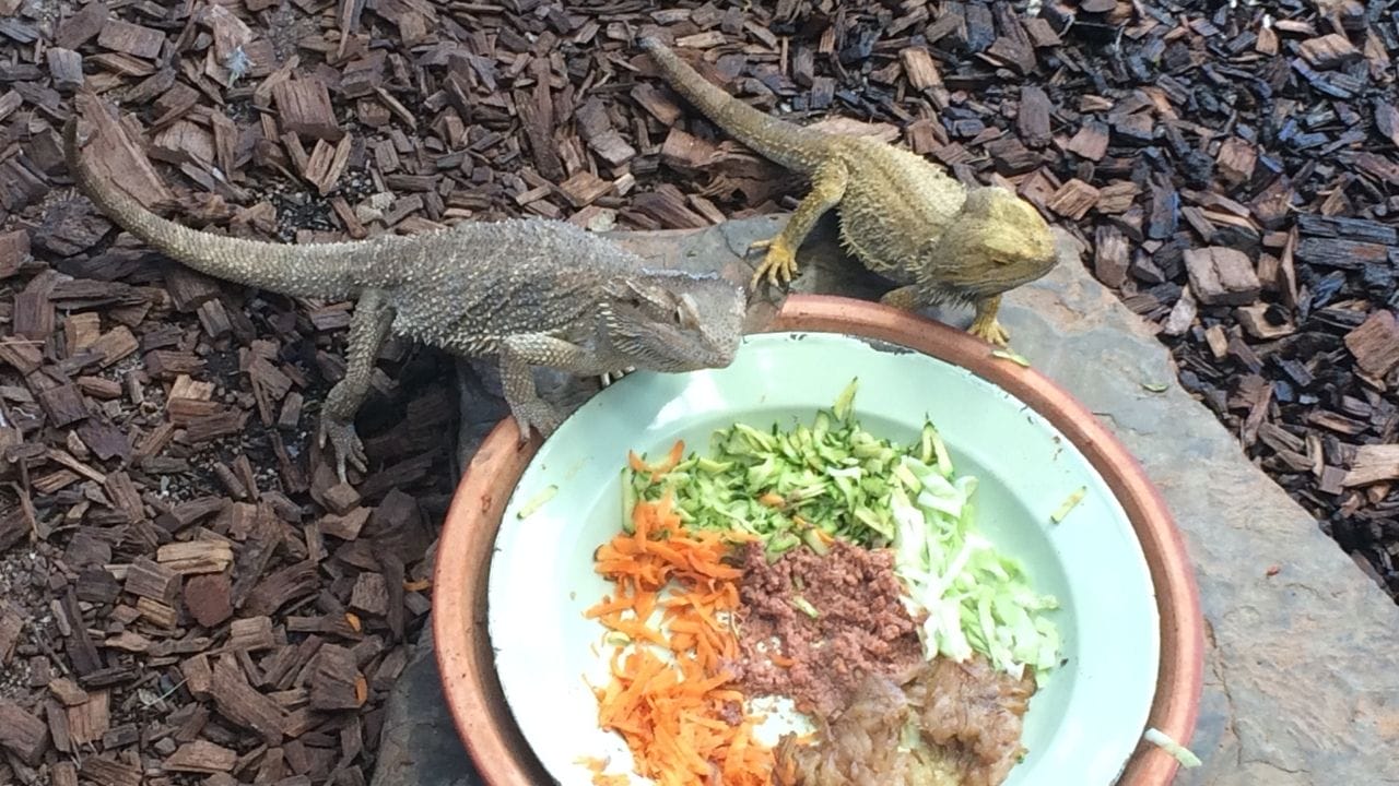 What Fruits Can Bearded Dragons Eat Can Bearded Dragons Eat Cucumbers?