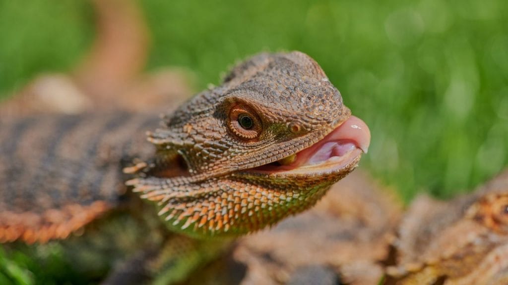 bearded dragon sticking tongue out Can Bearded Dragons Eat Strawberries?