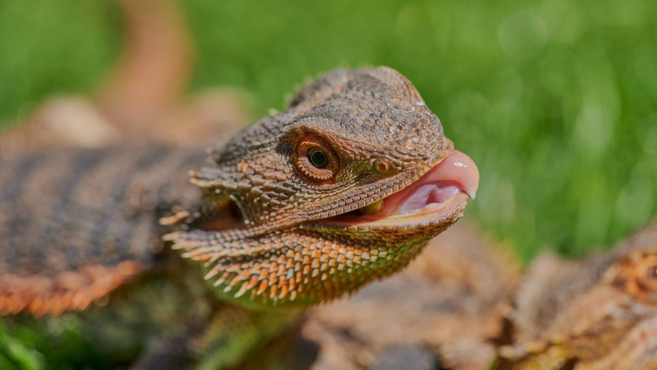 bearded dragon sticking tongue out Can Bearded Dragons Eat Spinach?
