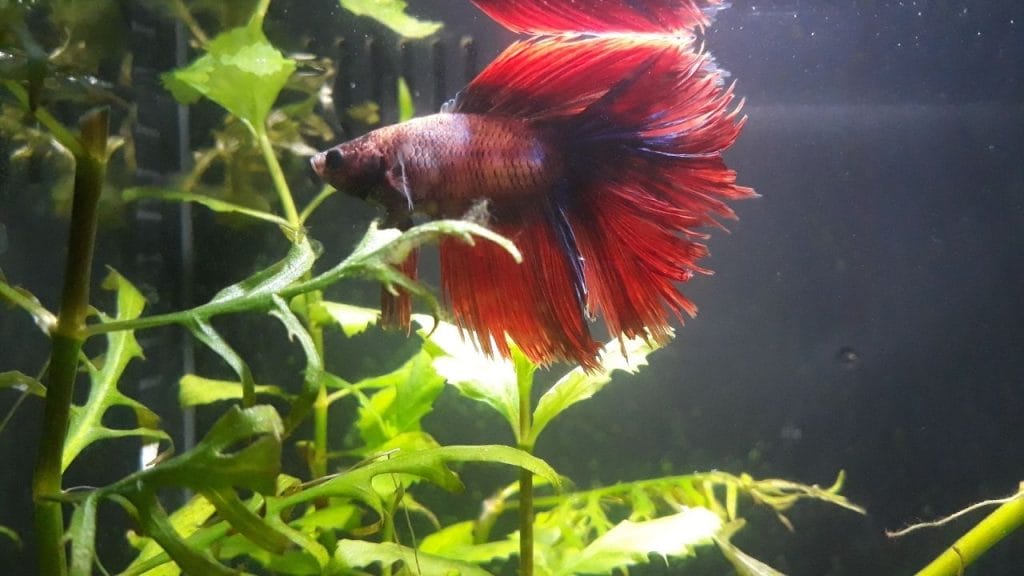 betta fish in planted tank beside plant How To Take Care Of Betta When You're On Vacation?