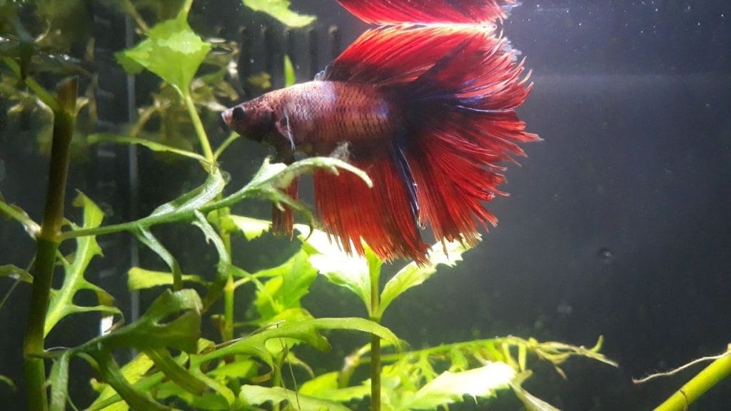 Betta Velvet Disease: Causes, Prevention, Treatment 3 betta fish in planted tank beside plant Betta Velvet Disease: Causes, Prevention, Treatment