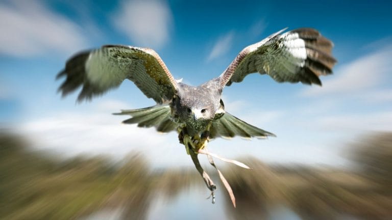 Top Predators That Threaten Your Bearded Dragon [Hidden Dangers]