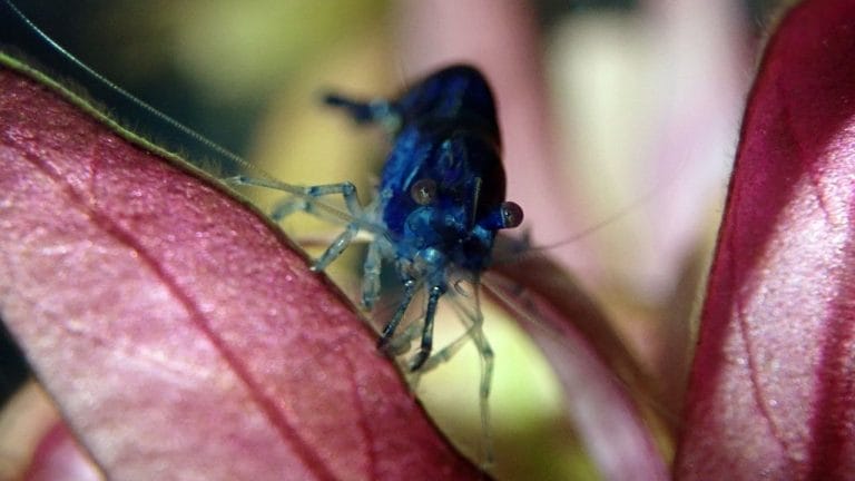 Can Shrimp Eat Other Dead Shrimp In The Tank?