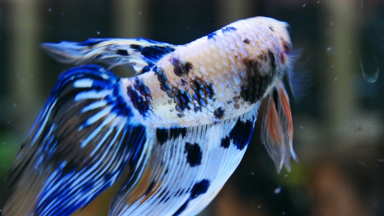Do Betta Fish Float When They Die? Acuario Pets