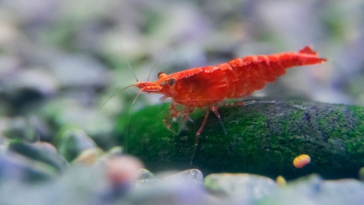 Do Cherry Shrimps Eat Their Babies?