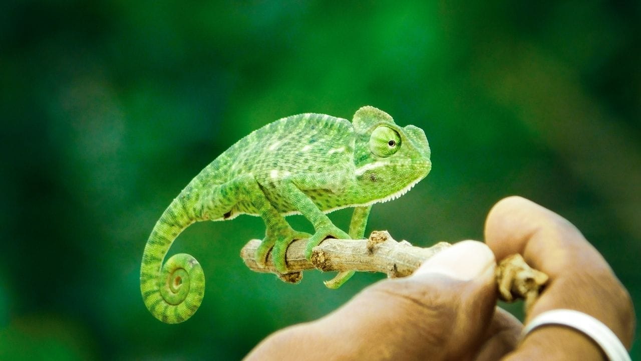 How Do Chameleons Drink Water?