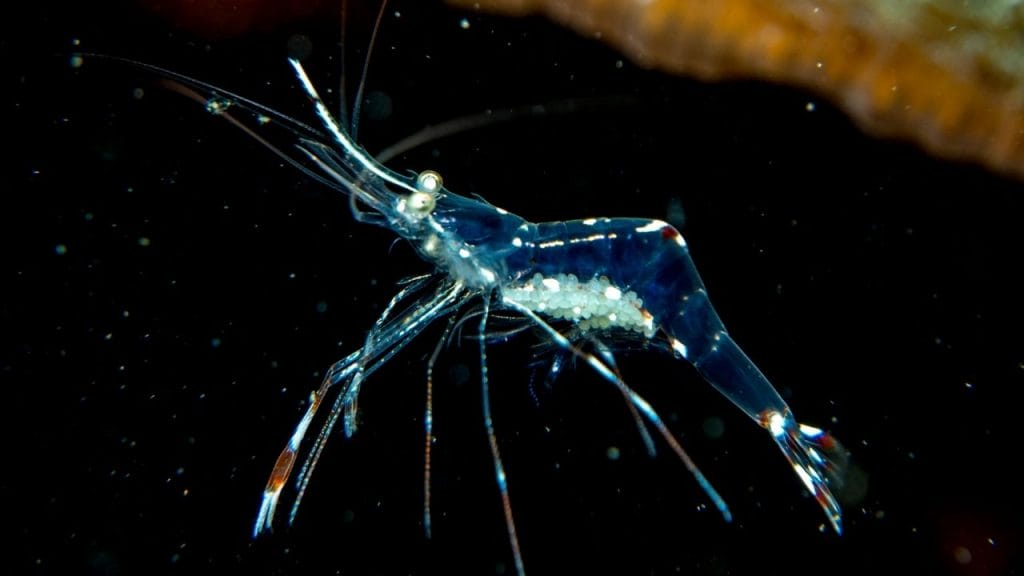 Ghost Shrimp Diet & Feeding Guide For Beginners 2 Do Ghost Shrimp Eat A Lot Ghost Shrimp Diet & Feeding Guide For Beginners