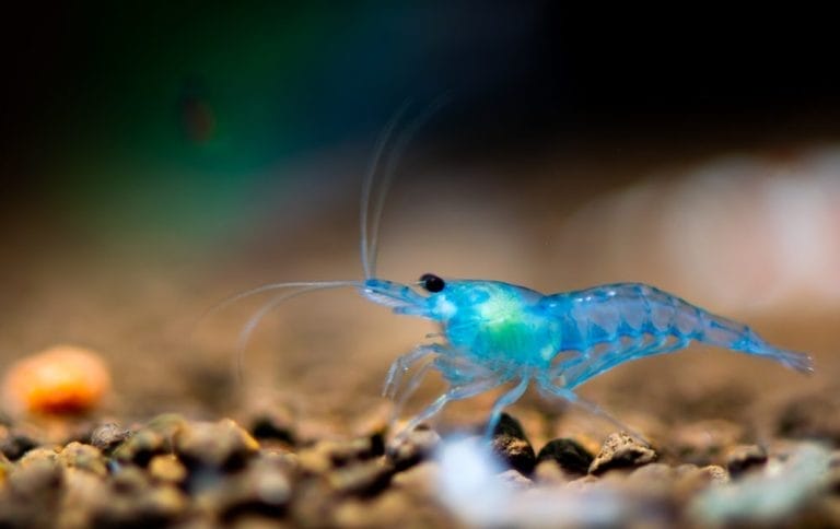 Blue Cherry Shrimp Care Guide For Beginners [Updated]