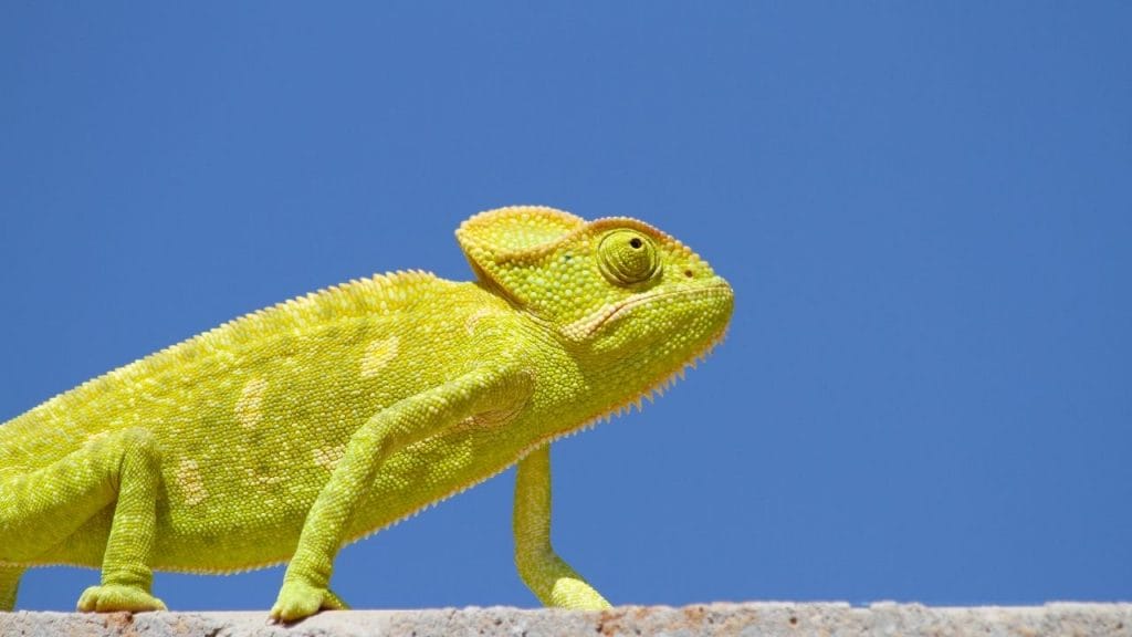 Do Chameleons Grow Their Tails Back? 3 How Do You Get A Chameleon To Trust You Do Chameleons Grow Their Tails Back?