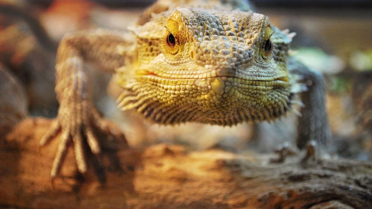 How Much Does A Bearded Dragon Cost? [UPDATED Price List] Acuario Pets