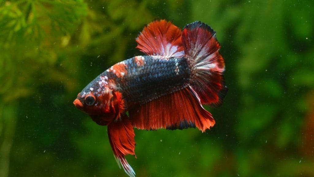How To Clean Fish Tank After Betta Dies Why Is My Betta Fish Swimming Upside Down? [Probable Reasons]