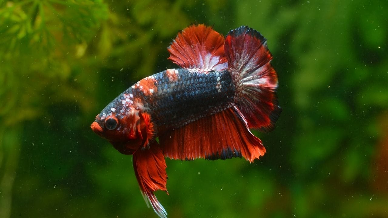 How To Clean Fish Tank After Betta Dies? Acuario Pets