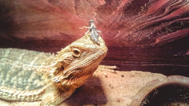 Say Goodbye to Mites: Bearded Dragon Owner’s Manual to Keeping Mites at Bay