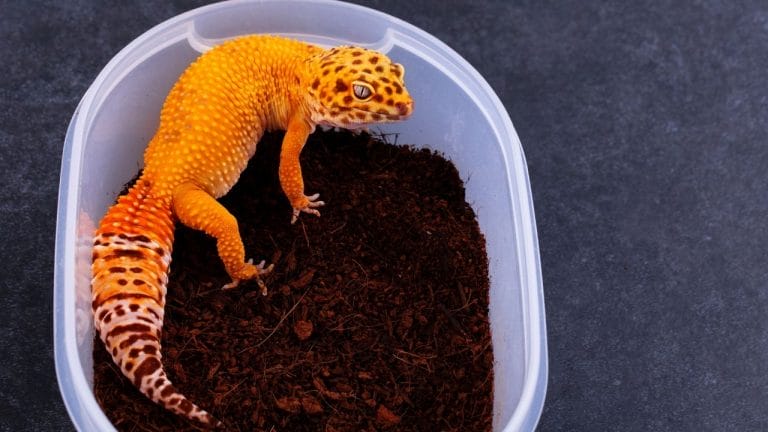 How To Know If Your Leopard Gecko Is Hungry?