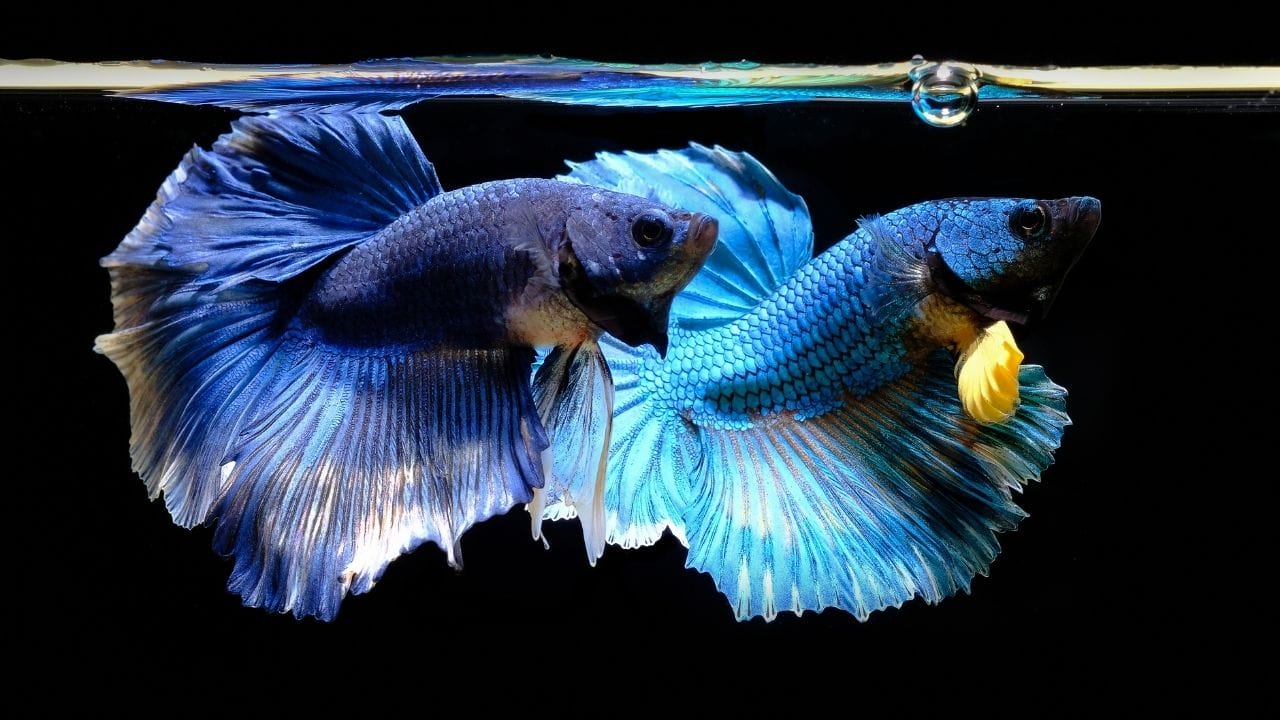 How To Clean Fish Tank After Betta Dies? Acuario Pets