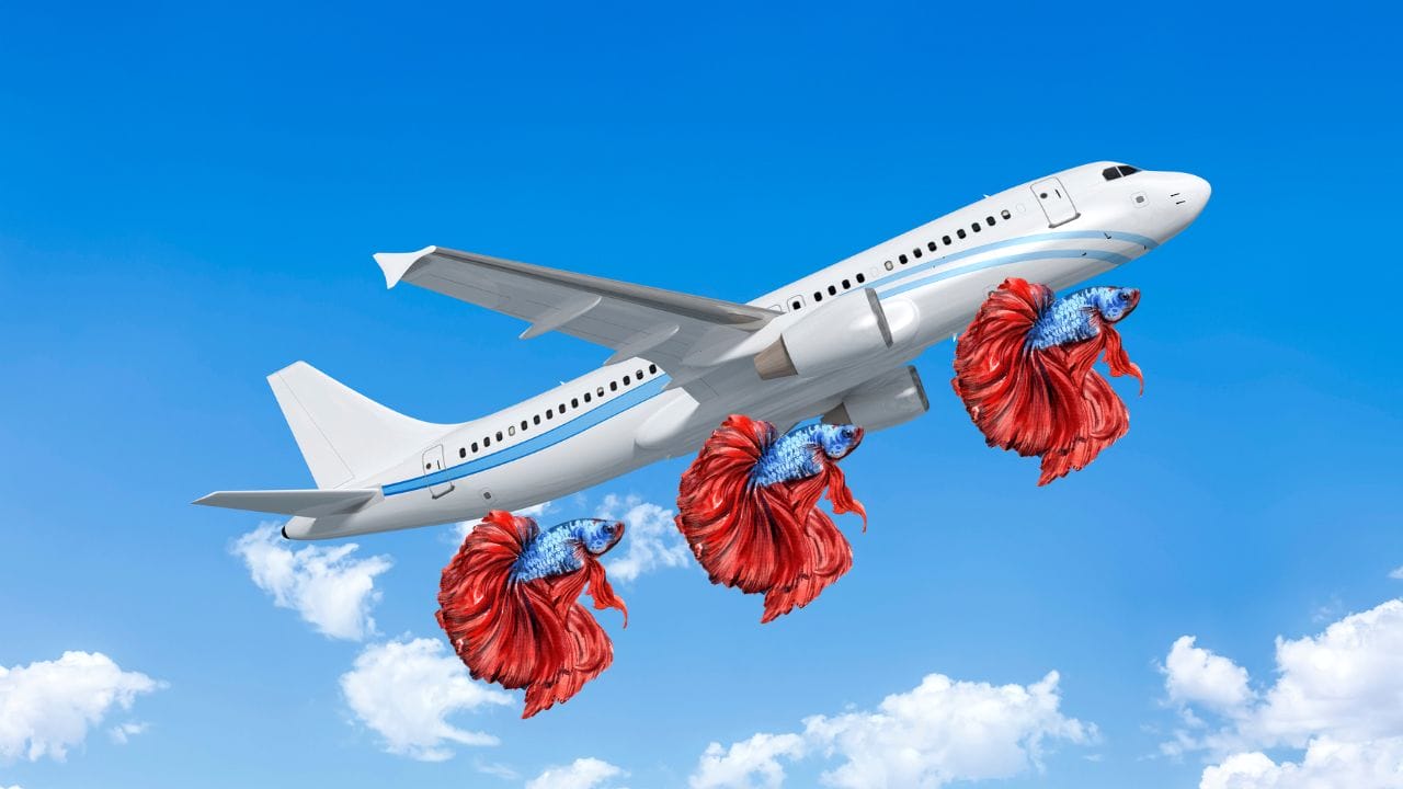 How To Transport A Betta Fish On Airplane? Acuario Pets