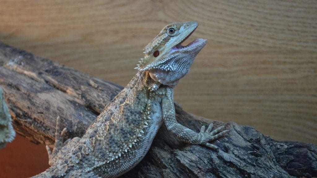 Is Bearded Dragon Mite Spray Effective Can Bearded Dragons Eat Grapes?