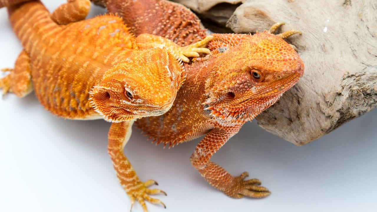 At Which Age To Stop Breeding Your Bearded Dragon?