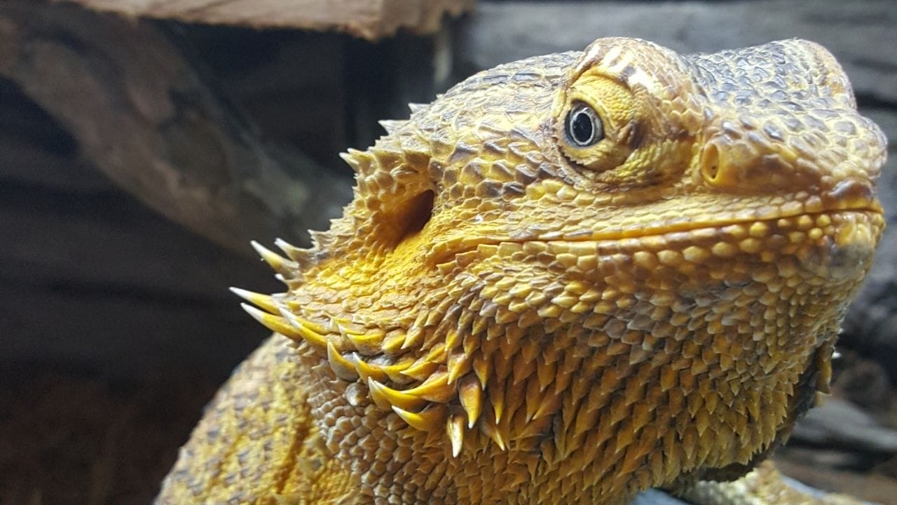 What Are The Health Effects Of Bearded Dragon Mites Can Bearded Dragons Eat Kale?