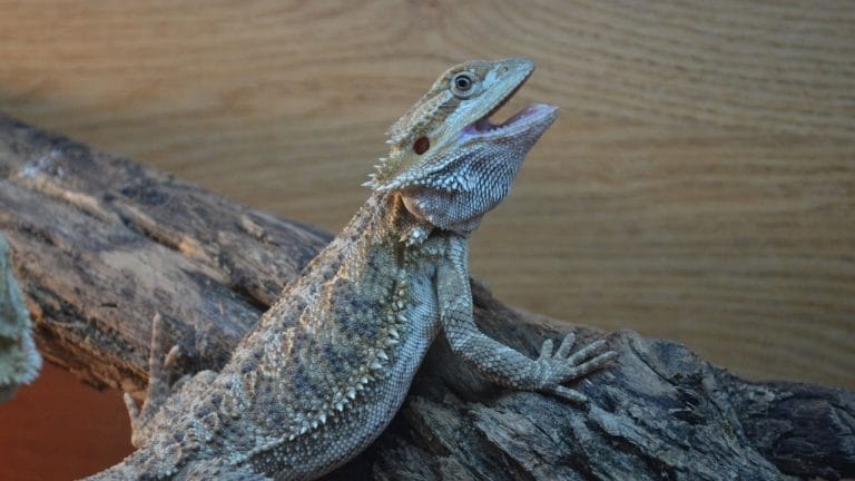 What Are The Holes On A Bearded Dragon Head?