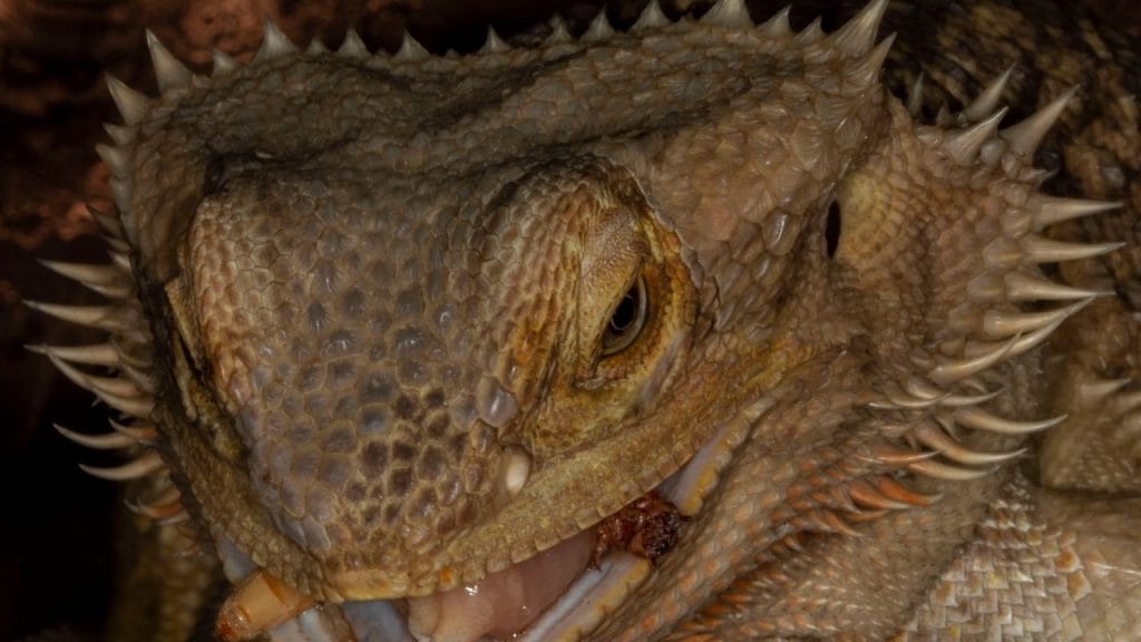 What Is The Hole On The Top Of A Bearded Dragons Head What Are The Holes On A Bearded Dragon Head?