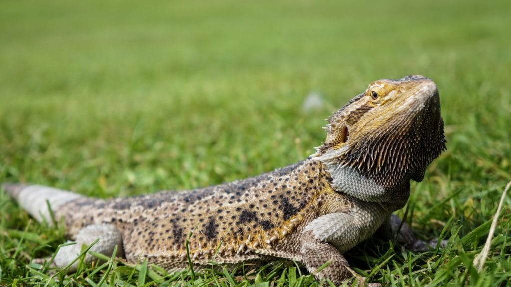 Can Bearded Dragons Eat Strawberries? 3 What Should You Not Do While Your Bearded Dragon Is Shedding Can Bearded Dragons Eat Strawberries?