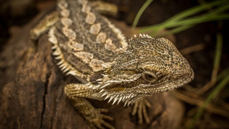 Why Isn’t My Bearded Dragon Growing? [Growth Chart]