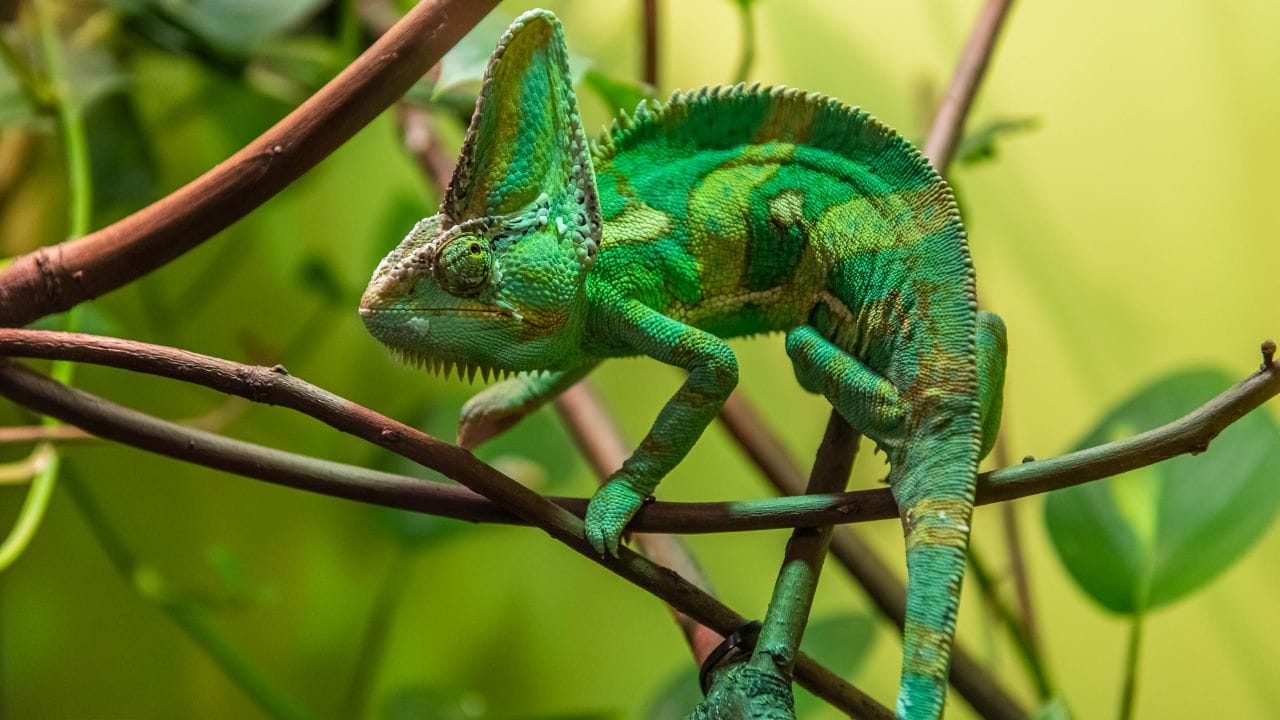 Can Chameleons Be Constipated? + Pro Tips - Acuario Pets