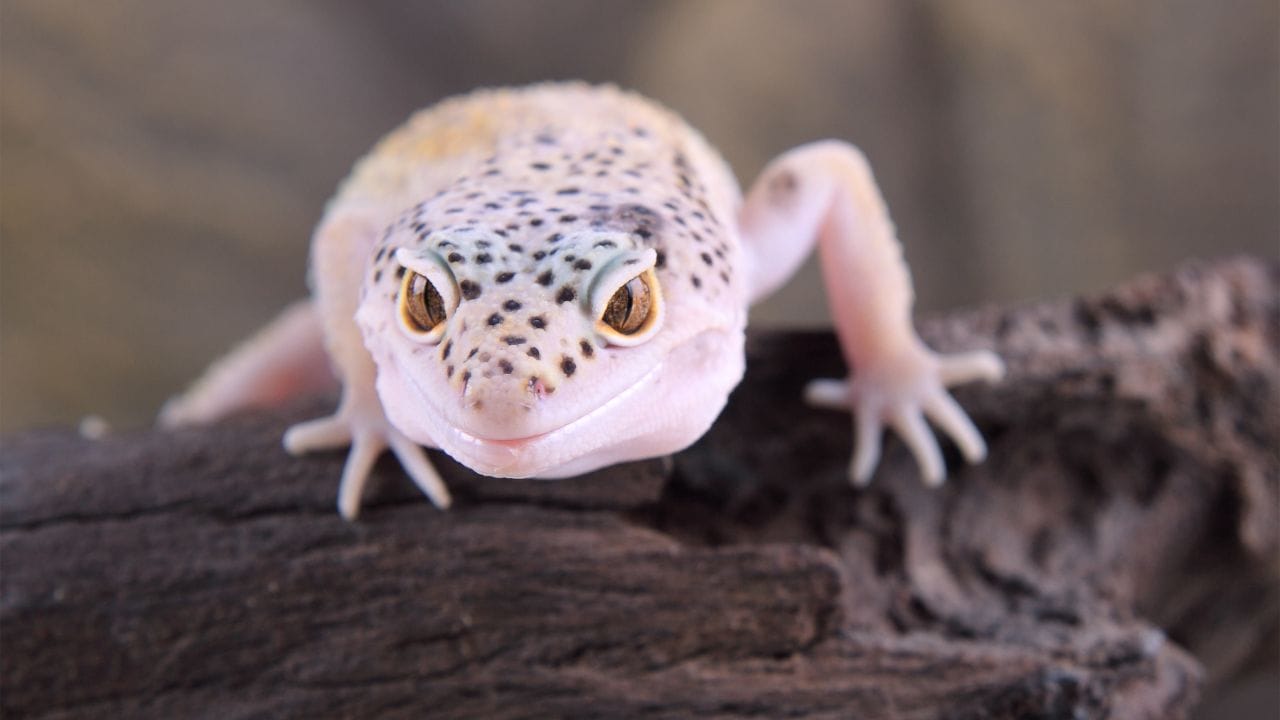 Can Leopard Gecko Lay Eggs Without A Male?