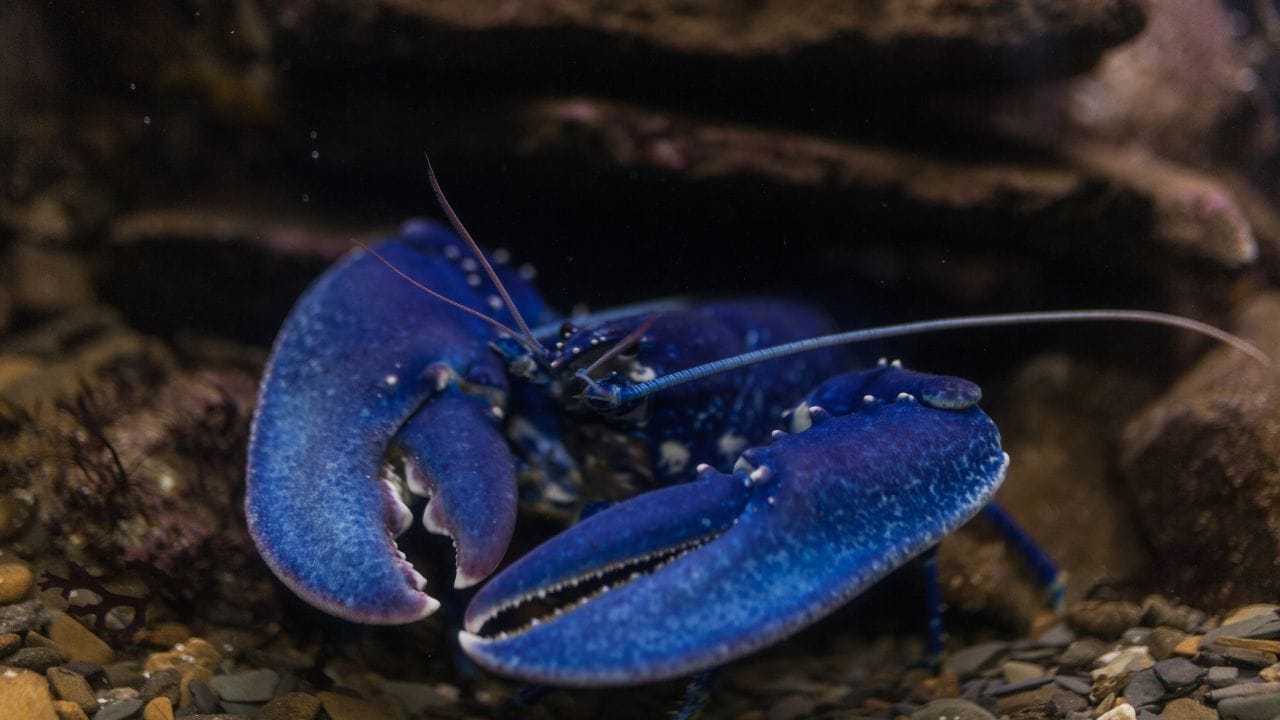 How To Take Care Of Pet Crayfish? [Beginner's Guide] Acuario Pets