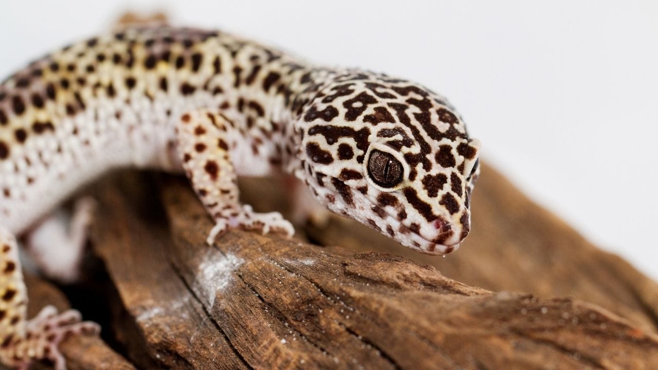 How To Tell If Your Leopard Gecko Is Sad? Acuario Pets