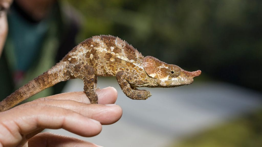 Chameleon Growth Rate Chart: How Fast Do Chameleons Grow? 2 How Much Sound Can Chameleon Hear Chameleon Growth Rate Chart: How Fast Do Chameleons Grow?