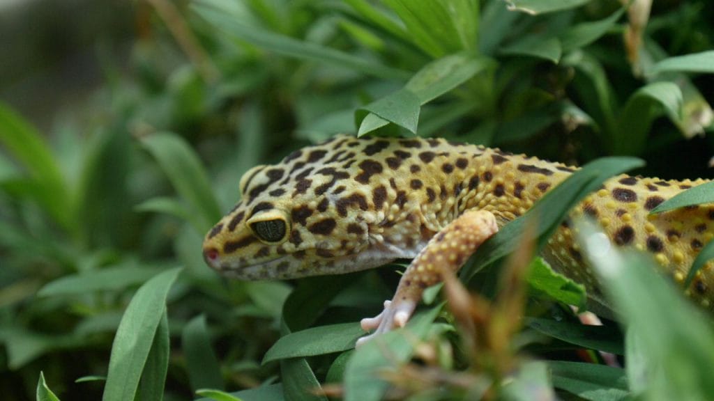 How To Care For Leopard Geckos Eggs Can Leopard Gecko Lay Eggs Without A Male?