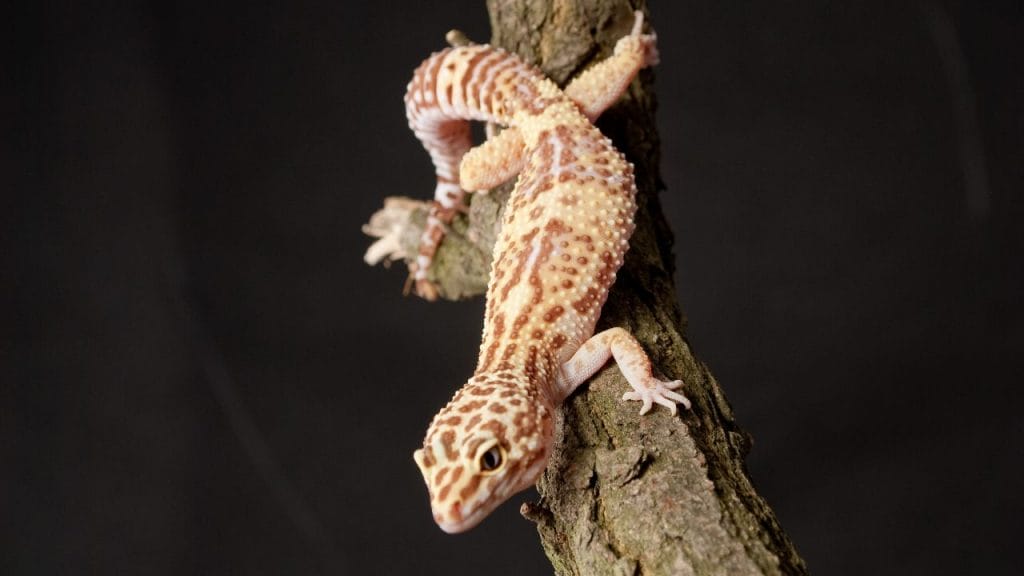 How To Care For Pregnant Leopard Geckos Can Leopard Gecko Lay Eggs Without A Male?