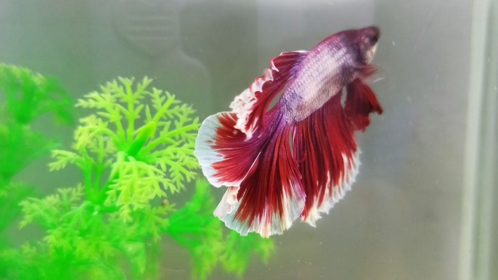 How To Save A Dying Betta Fish Can Betta Fish See Color? [Science Weighs In]