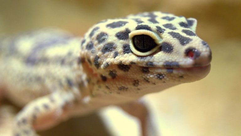 6 Signs Your Leopard Gecko Might Be Sad (And How to Help!)