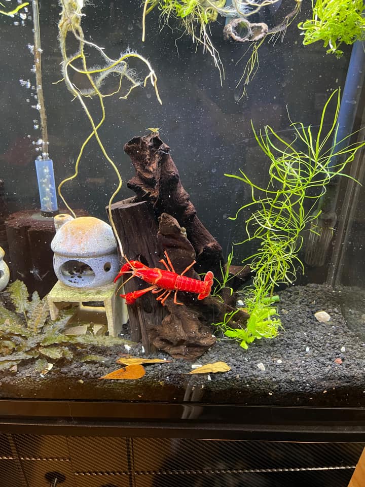 Crayfish Tank SetUp Guide For Beginners [12 Easy Steps] Acuario Pets
