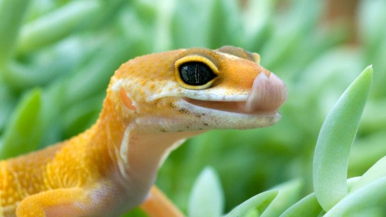 Leopard Gecko Licking You? Here’s What It Means
