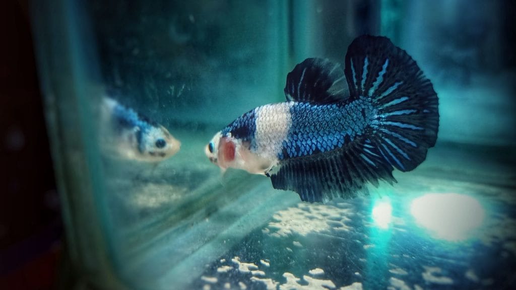 Betta Fish Poop: What Secrets It Holds? 2 What Are The Signs Of A Dying Betta Fish Betta Fish Poop: What Secrets It Holds?